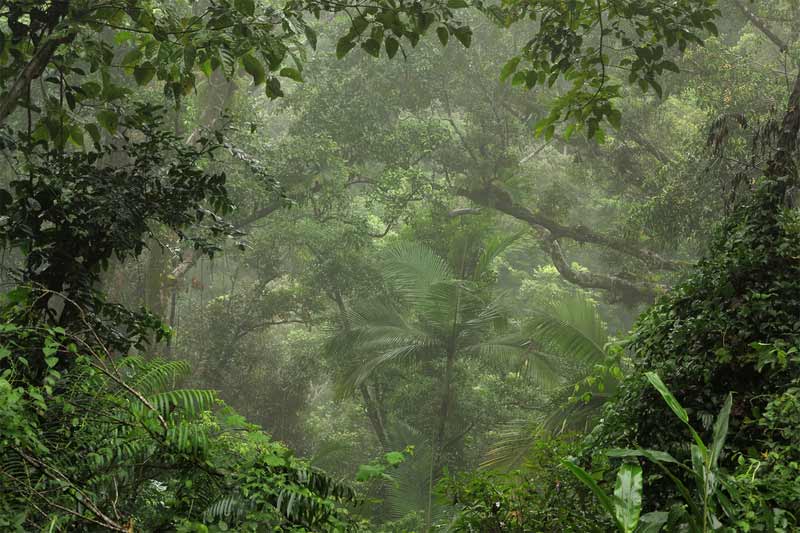 Daintree Rainforest accommodation