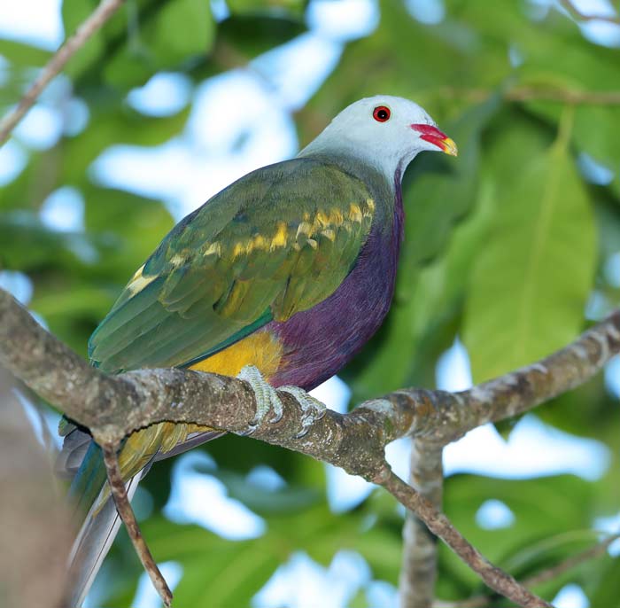 Wompoo Fruit Dove Daintree Rainforest